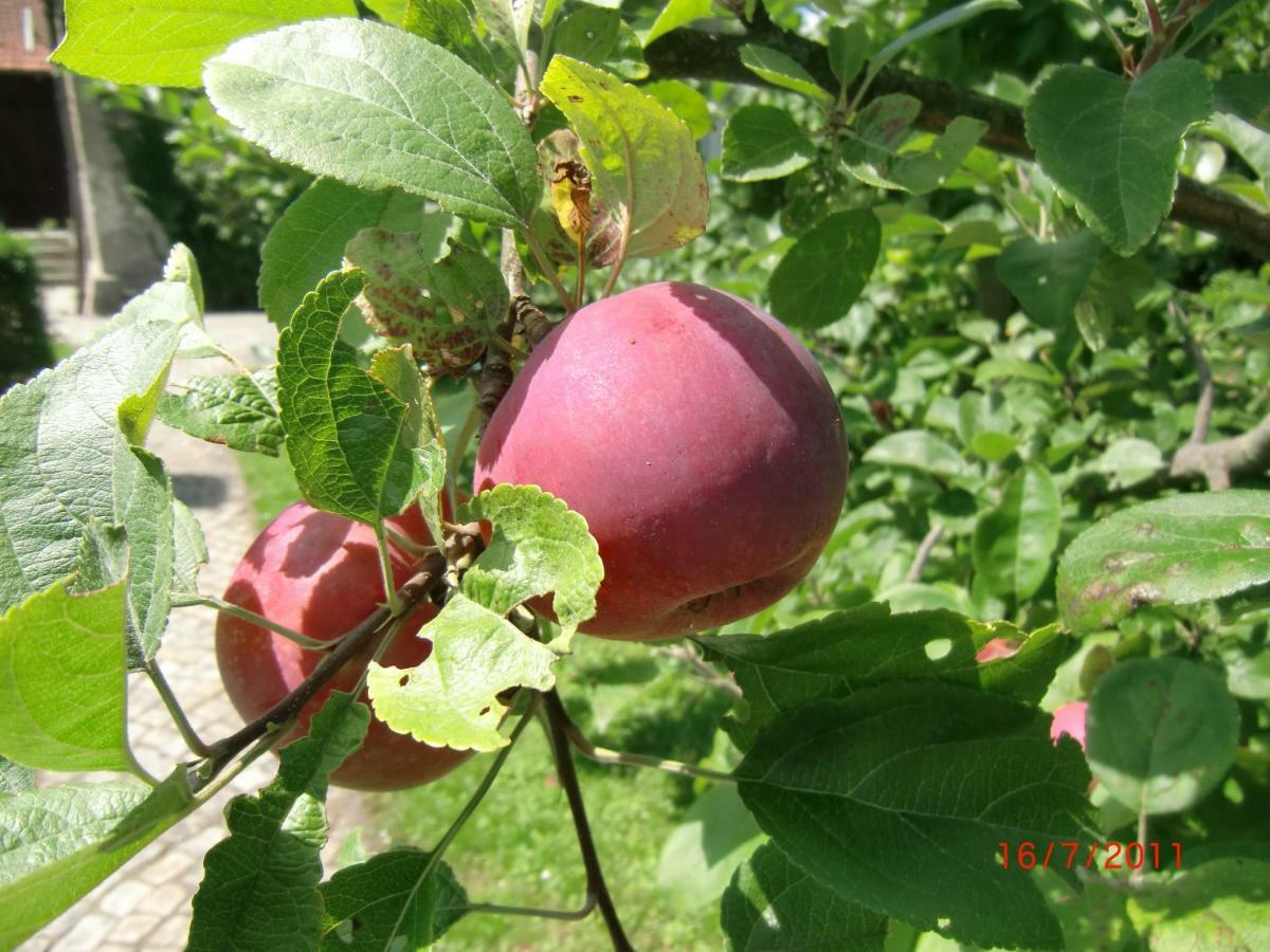 Agroturystyka Burylowka Osiecznica Exterior foto